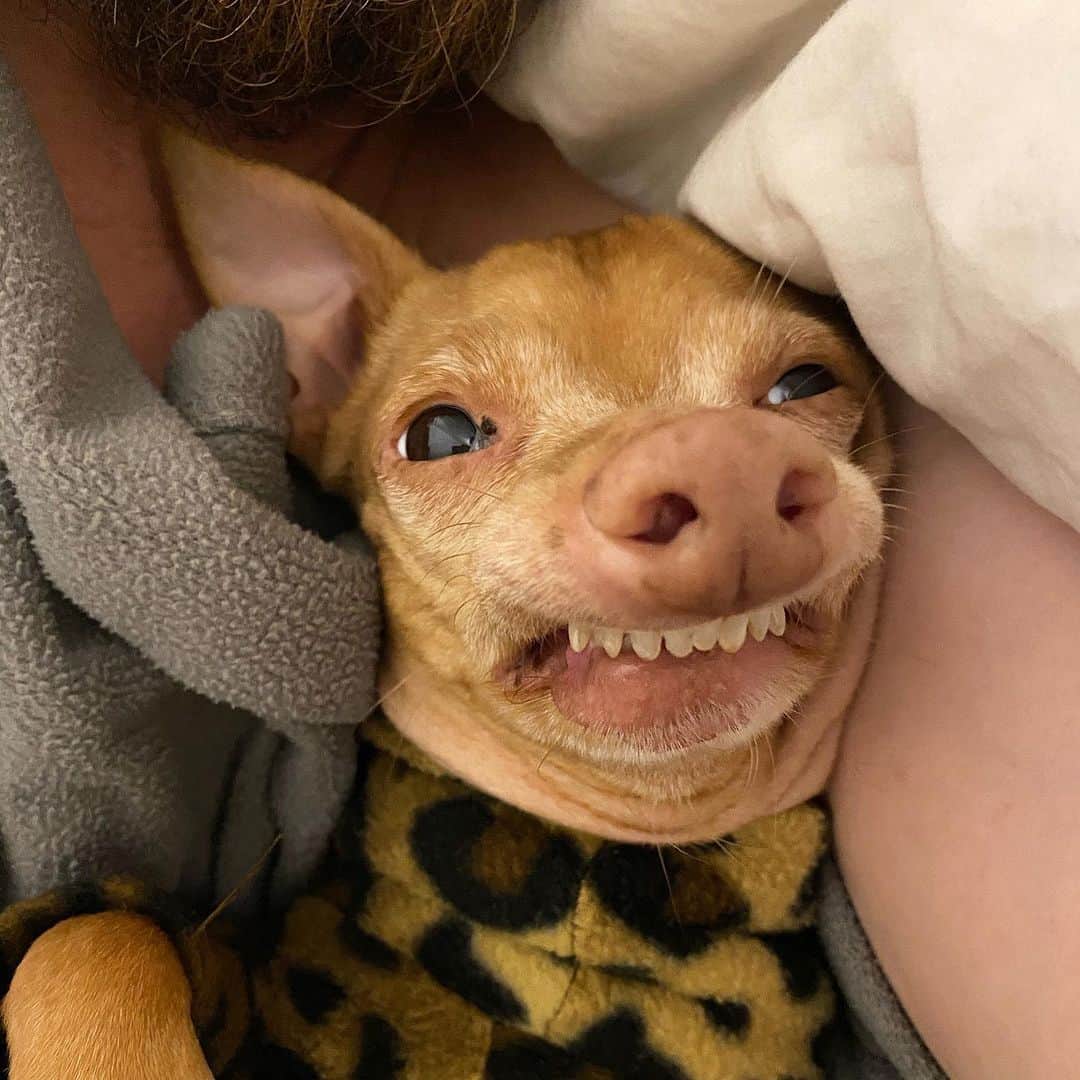 Tuna {breed:chiweenie} のインスタグラム：「This one is all tucked in and ready for bed. His dad is already asleep but I’m too busy stalking them and their moment, and I think it’s making Tuna a little comfortable. Haha. See the next photo.」