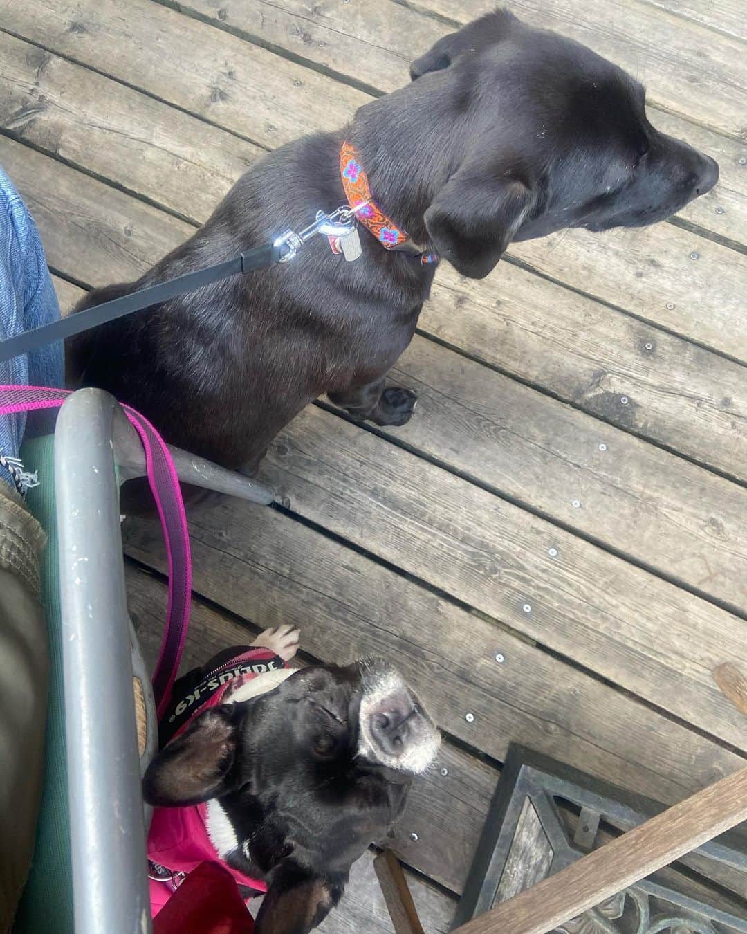 吉沢悠さんのインスタグラム写真 - (吉沢悠Instagram)「． with my dogs . #散歩 #buhi #フレブル #花粉 #花粉症 #保護犬」2月27日 12時19分 - hisashi_yoshizawa