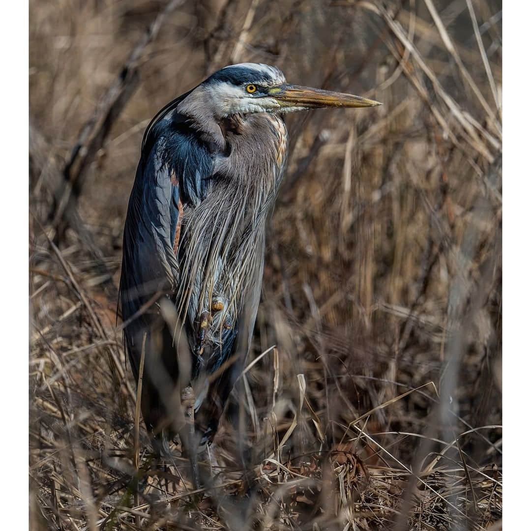 Sigma Corp Of America（シグマ）のインスタグラム：「Little backyard birds get all the attention... time to give some of our larger feathered friends some love!  These shots by friends Martina Abreu @martinaabreuphotos and Mike Carroll @jerseyportraits show off some great examples.  Martina's shots of this stately Great Blue Heron were captured with the SIGMA fp and 100-400mm DG DN OS | Contemporary lens.  Meanwhile, Mike was able to snap some cool photos of a Snowy Owl chilling out using our SIGMA 60-600mm DG OS HSM | Sports mounted on Canon EOS R5.  Head over to sigmaphoto.com (link in our bio) to learn more about these and other excellent SIGMA products for all your birding needs! 🦅🦉🦆🦜🦚🦃🐓🦢🦩🕊🐦  #SIGMA #sigmaphoto #photography #SIGMAfp #sigma100400 #sigma100400mmdgdn  #sigma100400mm #sigma60600mmsports #birdphotography #birdsofinstagram #birding #birdingphotography #birds #bird #heron #heronsofinstagram #greatblueheron #owl #owlsofinstagram #snowyowl」