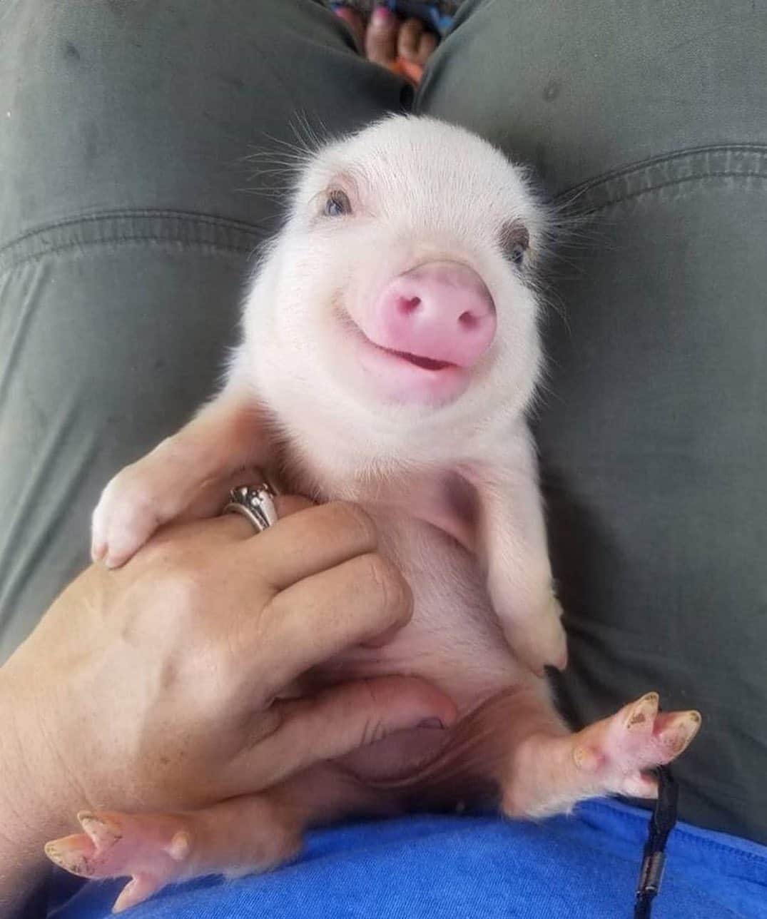 animalsのインスタグラム：「Happy Friday 🙂 Photo by: @petiteporkers」