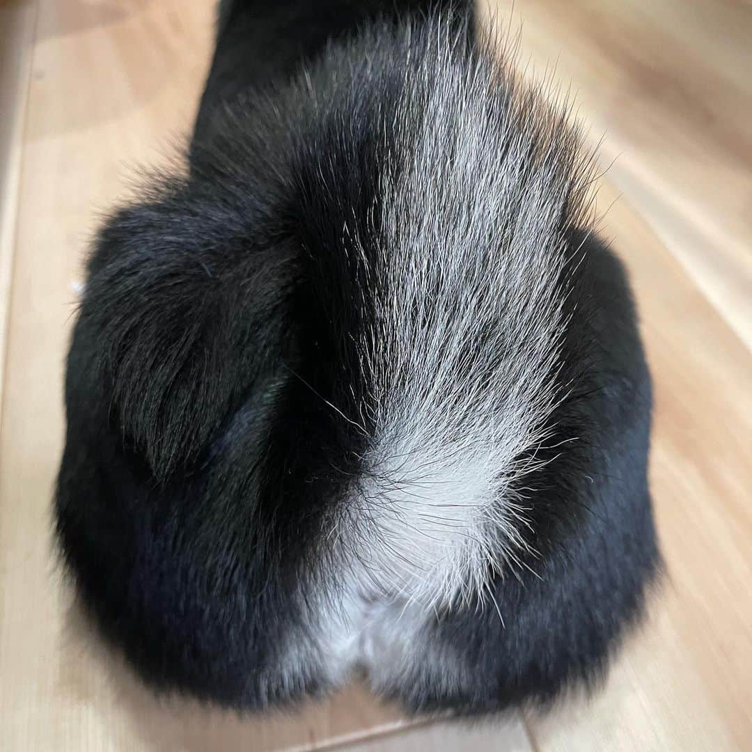 環奈（長沢菜々香の飼い犬）のインスタグラム：「Siri」