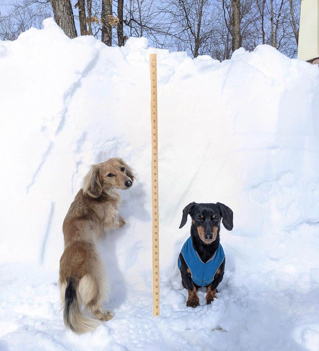 Crusoe the Celebrity Dachshundのインスタグラム：「“Two full wiener-lengths of snow! How much do you have?” ~ Crusoe」