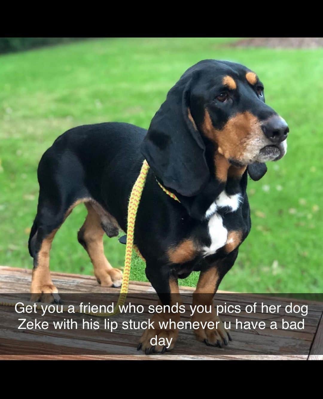 BarkBoxのインスタグラム：「Enjoy my favorite selection of Zeke the Basset snaps (the last one STILL GETS ME 🤣) get u a BFF like @twobearsandabasset y'all ❤️」
