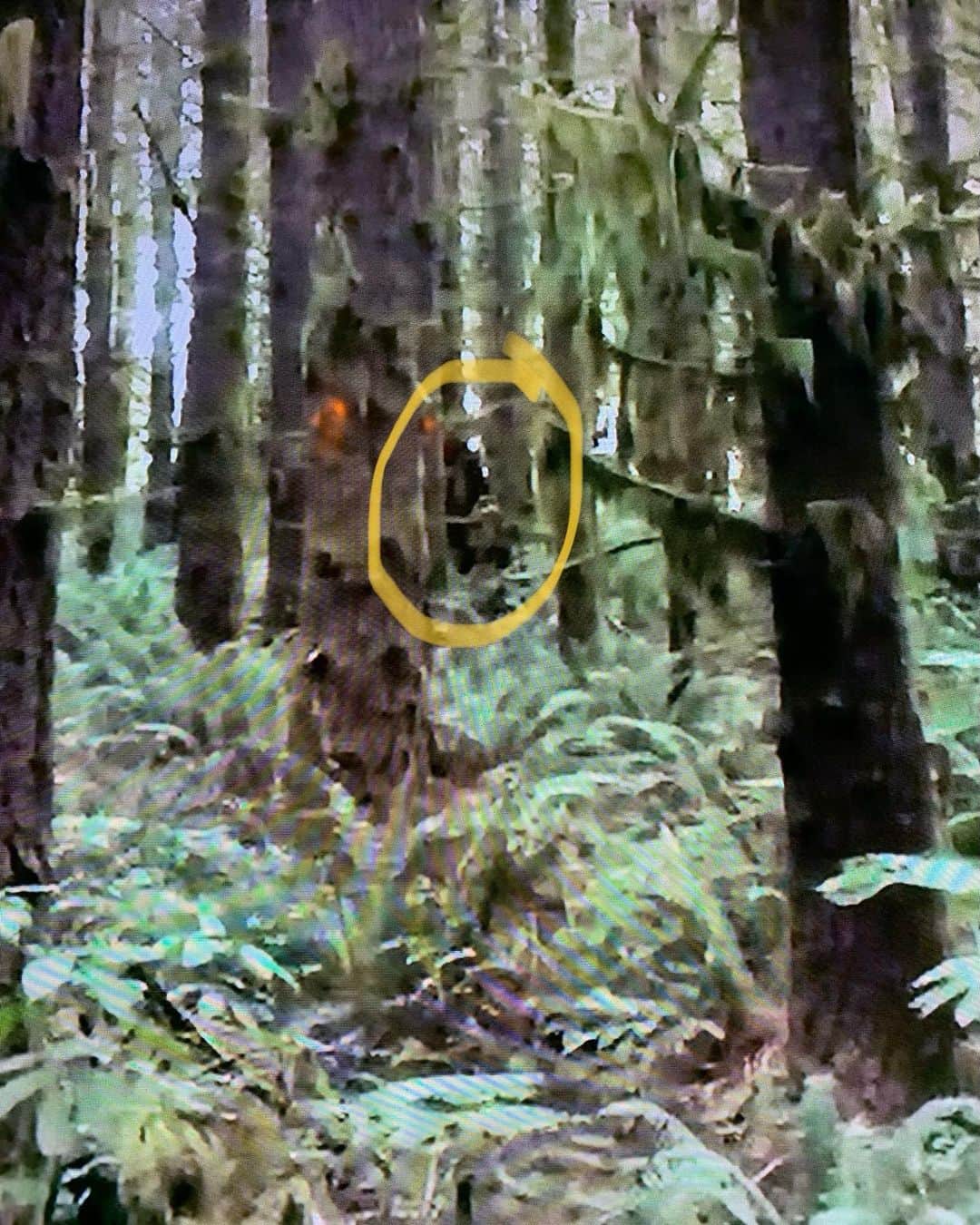 ブライス・ジョンソンのインスタグラム：「So... I’ve been getting a lot of texts and tweets that we may have caught a Bigfoot on camera on Expedition Bigfoot that until now went unnoticed. It was in last weeks episode (Season 2 Episode 8 - Dark Memories at the 18:17 minute mark) it was right when Russel heard a loud tree snap and quickly turns his head, only to find nothing there, (that moment gave me chills btw!) but if you go back and look 👀 there IS something there😧you can see, something that is large with a brown/reddish color and when the cameraman pans back...it’s gone 💨. I don’t know. I’ve watched it over and over and I think there’s definitely something there. Look, if there is one thing I’ve learned in my quest for Bigfoot, it’s that there are no definitive answers. But take a look for yourself. Go back and watch the episode, and let me know what YOU think! 🧐  #Bigfoot #bigfootcaughtoncamera #TRVLbigfoot 👹」