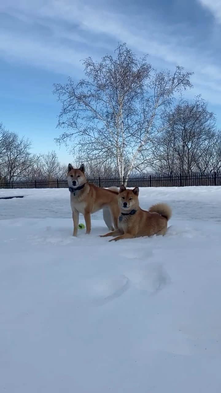 稲木ジョージのインスタグラム：「Chateau Kitsune 🏰🦊🐕」
