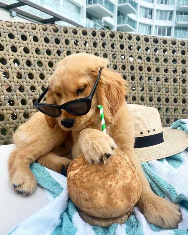 Vita Coco Coconut Waterのインスタグラム：「When it hits 3pm on a Friday」