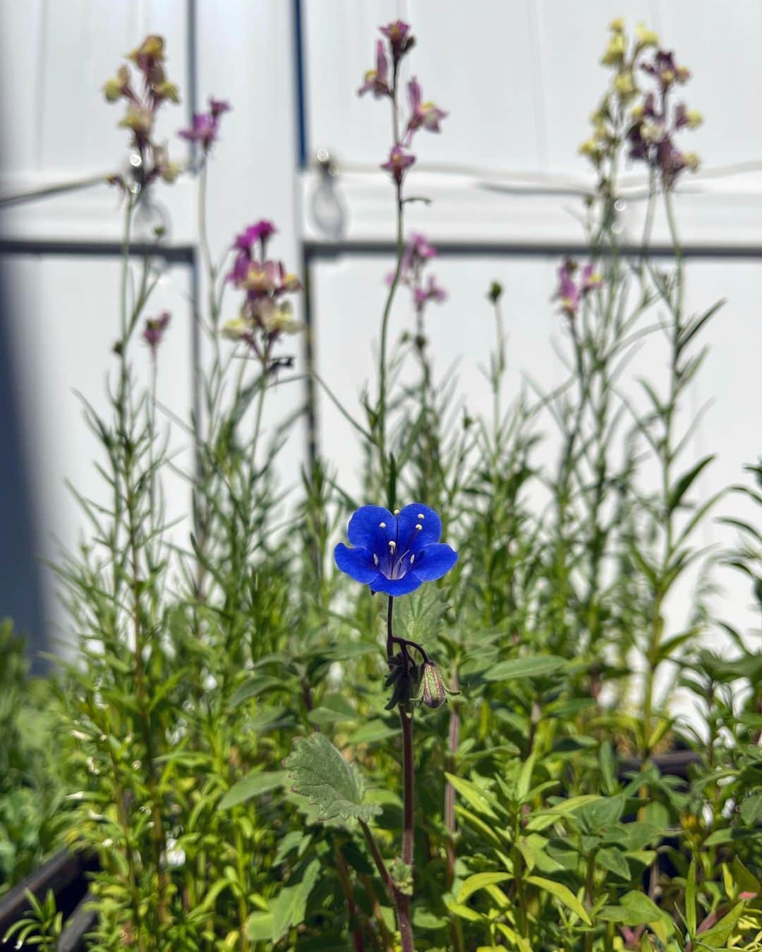ジョーイ・ブラッグのインスタグラム：「I’m a flower god」