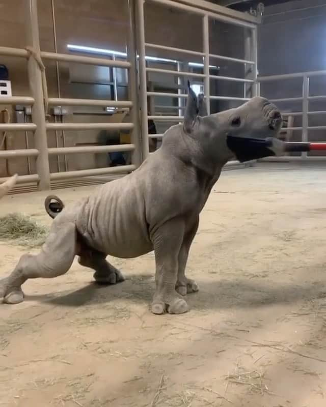 WildLifeのインスタグラム：「Baby rhino loves a good brushing. Video by @jinxtheclown」