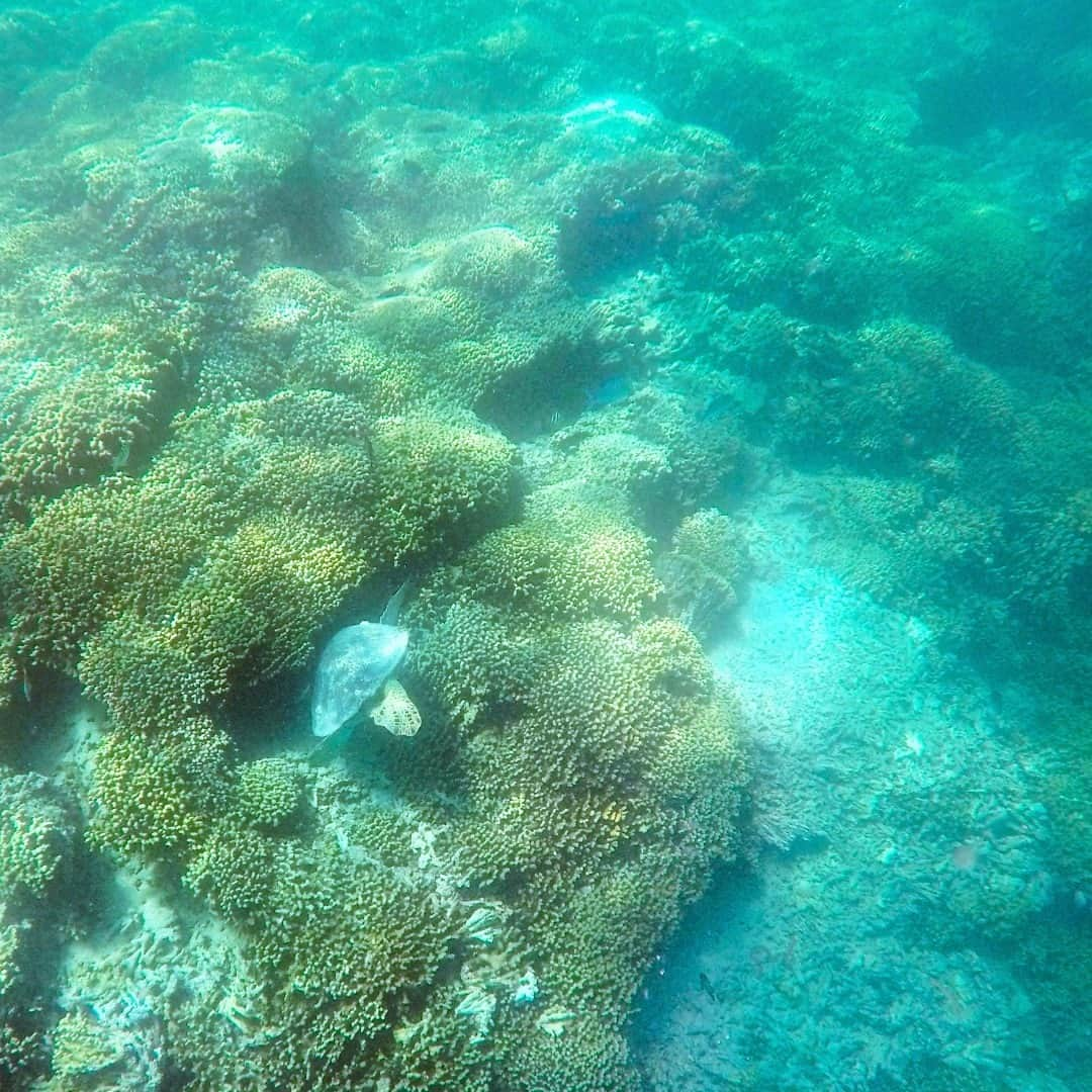 Luxury Cruise by Captain Bruceさんのインスタグラム写真 - (Luxury Cruise by Captain BruceInstagram)「お昼寝タイム！ 🐢⁠ ⁠ ⁠#alohaFriday⁠ ⁠ #captainbruce 😊 #kaneohesandbar #hawaii #oahu #fun #explorehawaii #ahuolaka #ahuihou #ocean #water #island #aloha #havealohawilltravel #hawaiiinstagram #キャプテンブルース #天国の海ツアー #天国の海 #サンドバーツアー #アフオラカ #ハワイ大好き #オアフ島 #絶景 #海」2月27日 5時50分 - cptbruce_hi