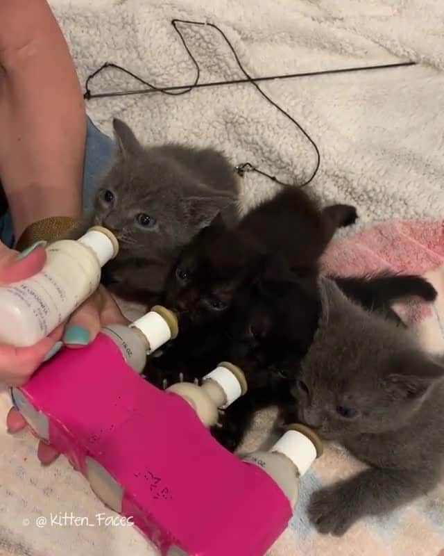 Cats of Instagramのインスタグラム：「From @kitten_faces: “Bottle Lady delivers. 🍼🍼🍼🍼” #catsofinstagram」