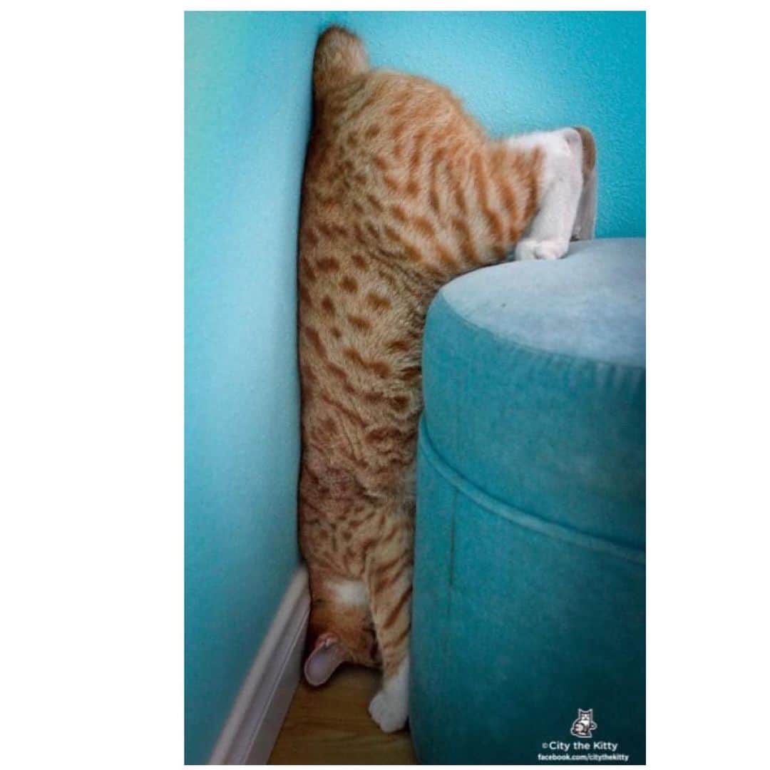 City the Kittyのインスタグラム：「TGIF.   #FlashbackFriday #TGIF #funnycats」