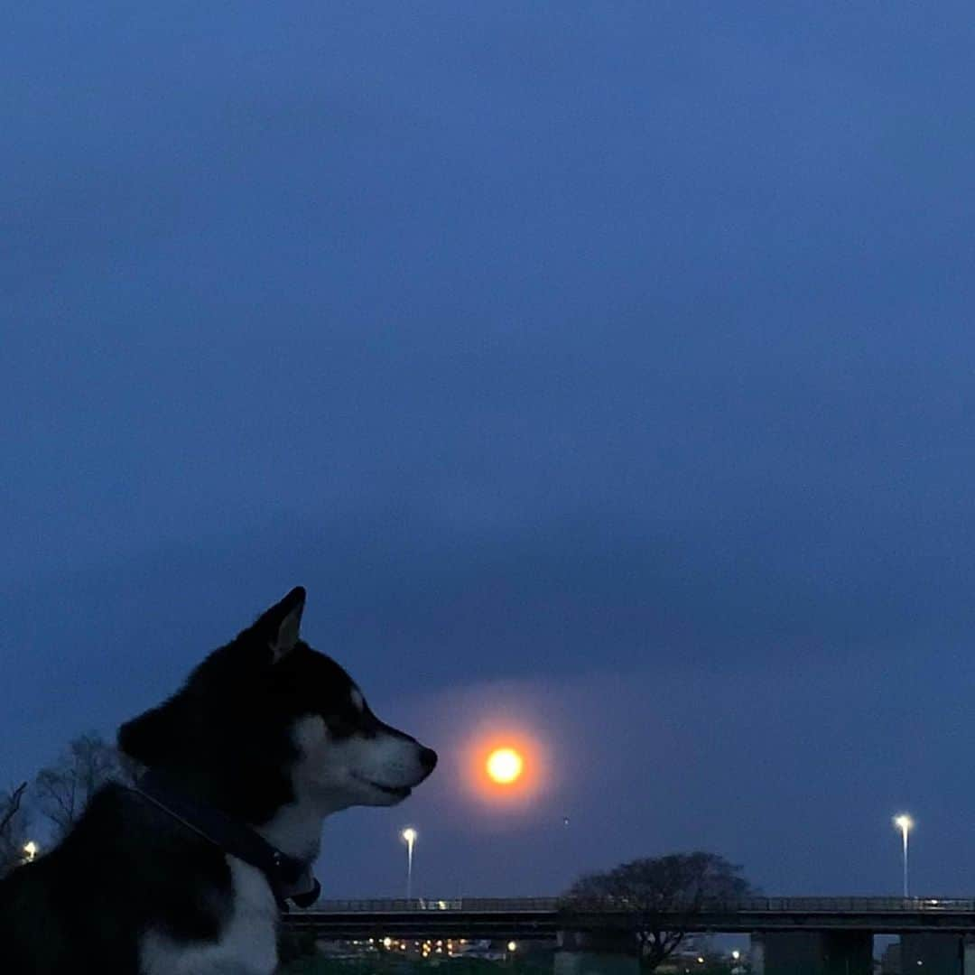 くろさんのインスタグラム写真 - (くろInstagram)「🌕満月朝んぽ🐾 #朝んぽ #朝の満月 #朝の月 #満月🌕  #fullmoon #morningfullmoon #morningmoon #kuroshiba #blackshiba #shibainu #shibadog #shibastagram #dogstagram #instadog #柴犬 #黒柴 #黑柴 #和犬 #日本犬 #わんこ #イッヌ #イッヌのいる暮らし #わんこのいる暮らし #黒柴のいる暮らし #柴犬のいる暮らし」2月27日 6時07分 - m6bmw