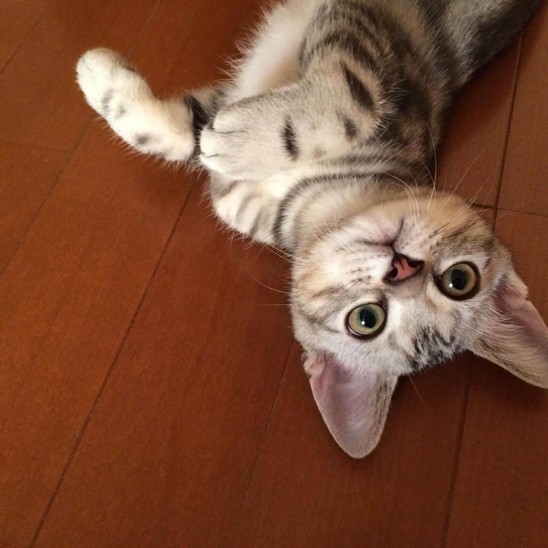 Alain アランさんのインスタグラム写真 - (Alain アランInstagram)「Good morning! Bonjour!﻿ Happy Caturday! Time machine. Back to 2014. Baby Alain at 2.5- 3.5 months old.  My eyes 👀✨ were brown. Now they’re green. *﻿ おはようございます。﻿ 土曜日は蔵出しアラン！子猫時代のアランをお見せしています。 タイムマシンで2014年へ。 ベビーアラン、生後2月半から3ヶ月半の頃。ベビーアランの👀✨セレクションです。この頃はブラウンのおめめ。今はグリーンになりました。 * #2014 #babyalain#PrinceAlain #catstagram #cat_features  #topcatphoto #cutepetclub #catsofinstagram #cats_of_world #meowsandwoofs #meowvswoof﻿ #excellent_cats #catstocker  #bestmeow #bestcats_oftheworld #INSTACAT_MEOWS #peco #animalsco #mofmo #みんねこ #ふわもこ部 #ねこのきもち #アメショー #ねこのきもちふろく ョートヘア #猫 #朝ワンコ夕ニャンコ #ねこちゃんホンポ #猫好きさんと繋がりたい #nekoclub」2月27日 6時52分 - alain_cat