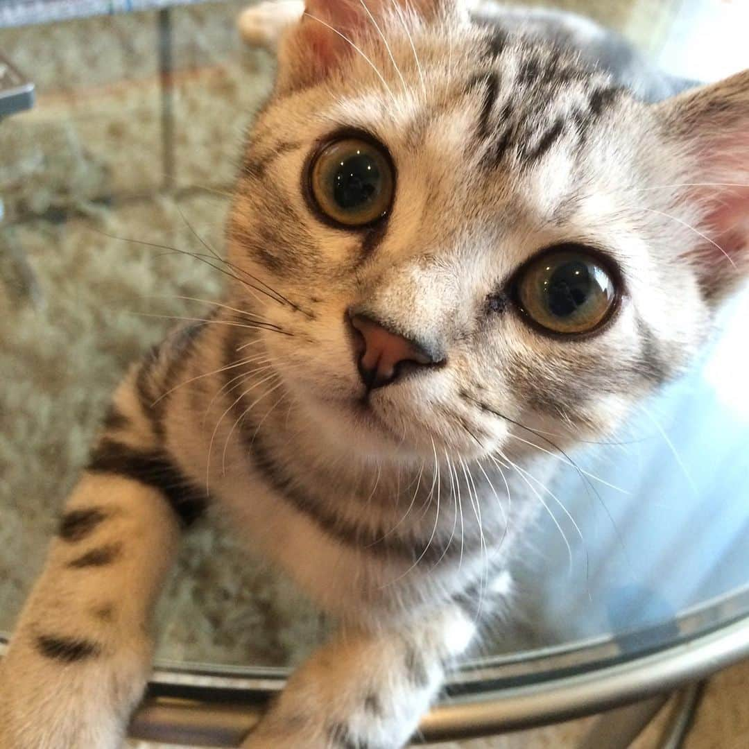 Alain アランさんのインスタグラム写真 - (Alain アランInstagram)「Good morning! Bonjour!﻿ Happy Caturday! Time machine. Back to 2014. Baby Alain at 2.5- 3.5 months old.  My eyes 👀✨ were brown. Now they’re green. *﻿ おはようございます。﻿ 土曜日は蔵出しアラン！子猫時代のアランをお見せしています。 タイムマシンで2014年へ。 ベビーアラン、生後2月半から3ヶ月半の頃。ベビーアランの👀✨セレクションです。この頃はブラウンのおめめ。今はグリーンになりました。 * #2014 #babyalain#PrinceAlain #catstagram #cat_features  #topcatphoto #cutepetclub #catsofinstagram #cats_of_world #meowsandwoofs #meowvswoof﻿ #excellent_cats #catstocker  #bestmeow #bestcats_oftheworld #INSTACAT_MEOWS #peco #animalsco #mofmo #みんねこ #ふわもこ部 #ねこのきもち #アメショー #ねこのきもちふろく ョートヘア #猫 #朝ワンコ夕ニャンコ #ねこちゃんホンポ #猫好きさんと繋がりたい #nekoclub」2月27日 6時52分 - alain_cat