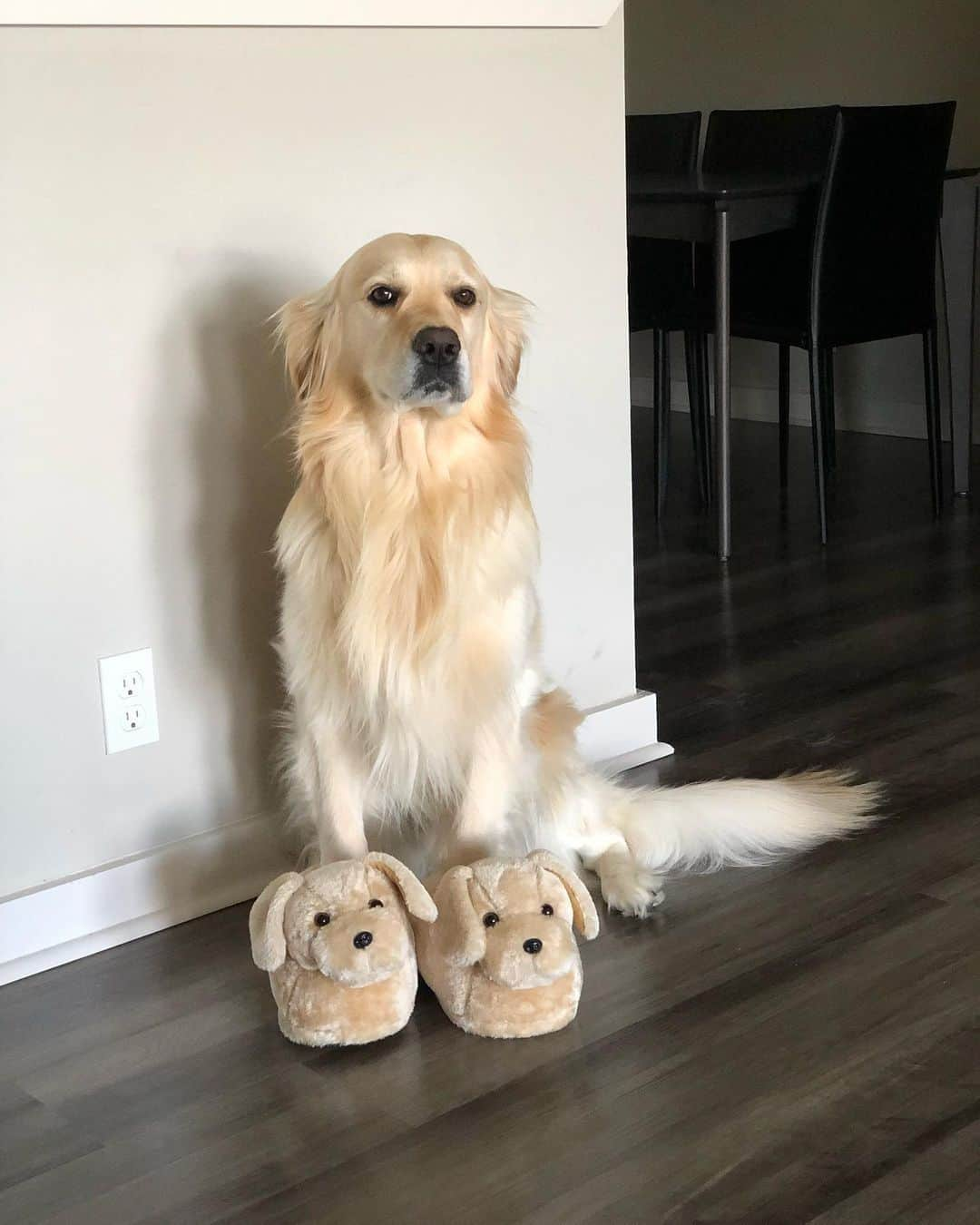 9GAGさんのインスタグラム写真 - (9GAGInstagram)「When you’re a little obsessed with yourself⠀ Follow @barked for more cute dogs!⠀ -⠀ 📷 @goldenbenjamin⠀ -⠀ #barked #GoldenRetriever #9gag」2月27日 7時00分 - 9gag