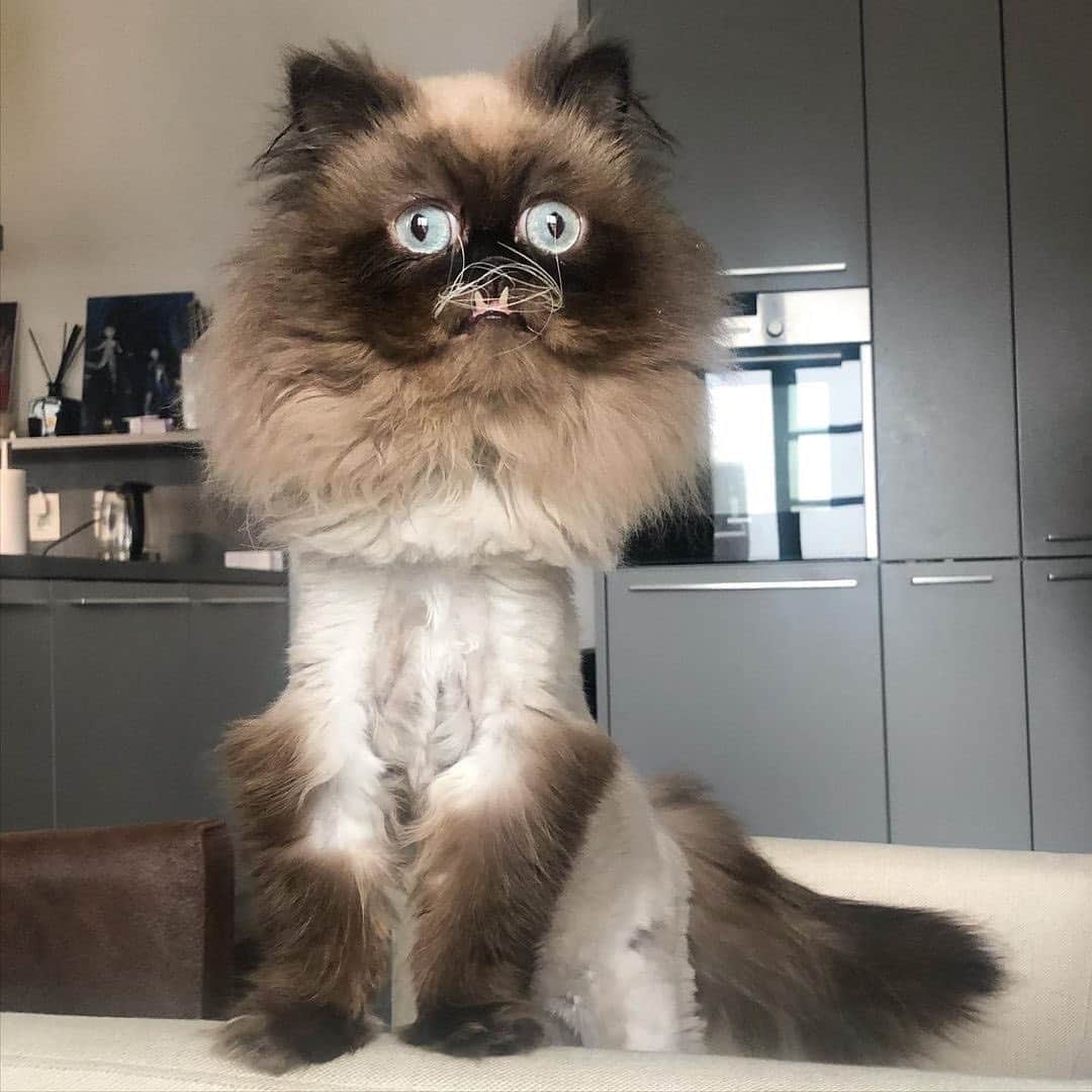 Instagramさんのインスタグラム写真 - (InstagramInstagram)「Meet Yohji (@yohjikattamoto), a Persian cat with some dental issues who is very cuddly, but ONLY on his own terms.⁣ ⁣ #WeeklyFluff⁣ ⁣ Photo by @yohjikattamoto」2月27日 7時12分 - instagram