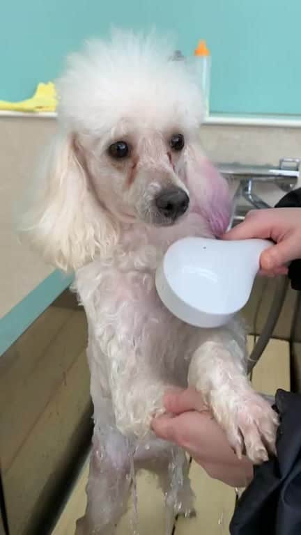【公式】福岡ECO動物海洋専門学校のインスタグラム：「犬飼育クラブの学生たちと、ワンコのシャンプーの様子をお届けします🐩」