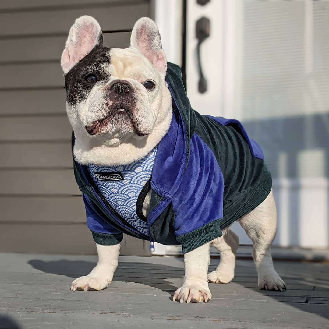 Manny The Frenchieのインスタグラム：「How does my neck fluff look in this outfit?! 😜 . Harness and hoodie @frenchie_bulldog」