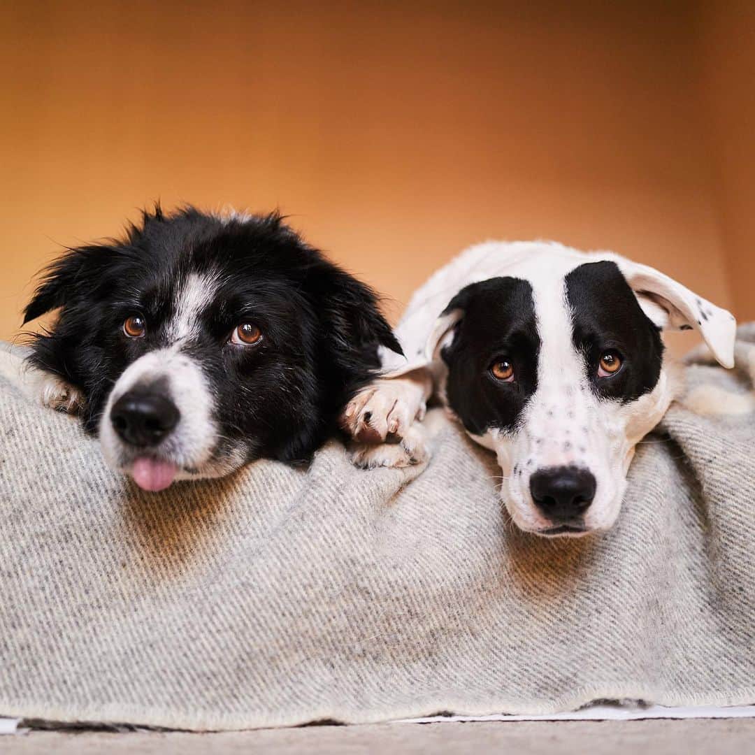 Andrew Knappのインスタグラム：「Thanks for trusting us as one of your top sources for the finest derps around. Yeah those are some stacked paws.  I’m really happy to have Boo around. Not only to keep Momo active when they play (they role play, Momo’s the “get off my lawn” guy and Boo is the “what are you gonna do about it” guy), but also to keep my mind busy while Momo is showing distance as a symptom of cognitive dysfunction. 10/10 would recommend getting a dog for your dog.」
