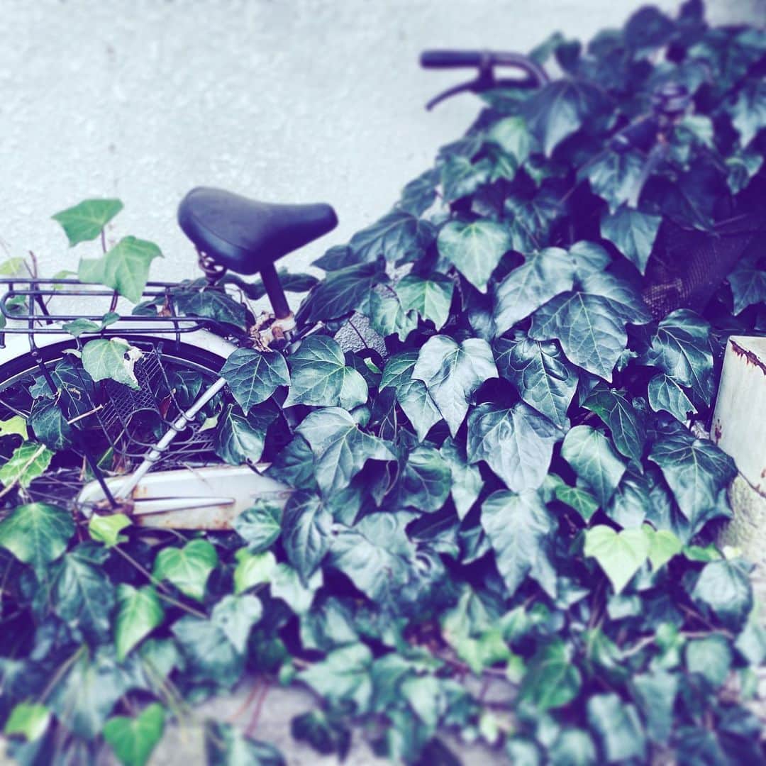 中野敬久さんのインスタグラム写真 - (中野敬久Instagram)「#bicycle #covered #grass #deep #howlong #neighborhood」2月27日 7時30分 - hirohisanakano