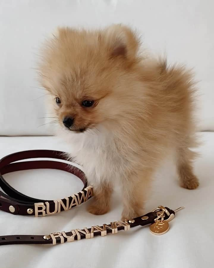 カレンウォーカーのインスタグラム：「When your order arrives and it doesn’t fit (yet!) 🥺 The newest, littlest member of our team, Louis, and our new leash and collar.」