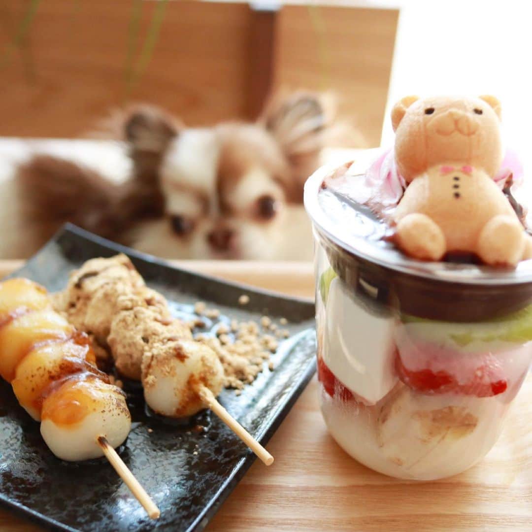 kayoのインスタグラム：「* * * 先日営業再開された @hitonowagokoro さんへ お団子買いに行ってきたよ🍡 * * かわいいくまちゃんの中から ハートのチョコが😳💗 * * とろーりちチョコを掛けて食べる塩ちょこふぉんでゅも、みたらし団子も、お皿まで食べれるお団子も、ぜーんぶ美味しいかったー😋 * * Lychee❤️kulio * *  * #chihuahua#chihuahualove#dogstgram#dog#instadog#チワワ#チワワ大好き#チワワのいる暮らし * * *」