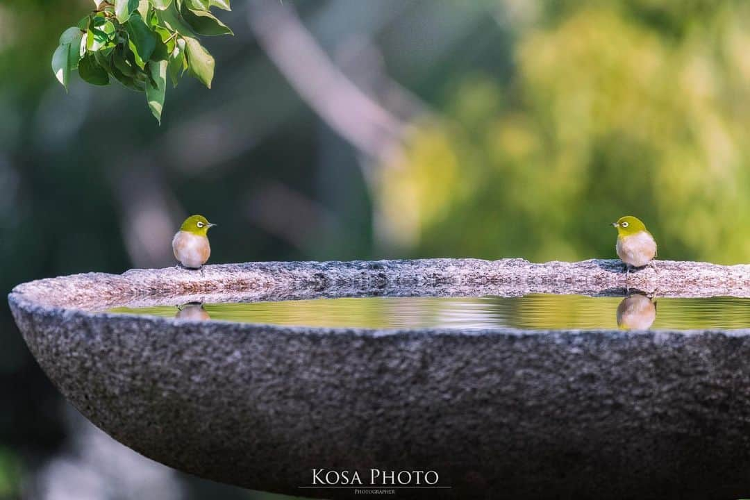 コサさんのインスタグラム写真 - (コサInstagram)「恋の予感🥰 この距離感が絶妙だなぁ〜❤️ . Location:和歌山 Wakayama / Japan🇯🇵 Date:2021年2月 . #メジロ #birders_gallery #乗り越えようnippon #ニコン #写真は私の原動力 #arrowsあなたが夢中な世界 #tokyocameraclub #team_jp_ #photo_jpn #ptk_japan #bestjapanpics #Lovers_Nippon #YourShotPhotographer #Impressive_gallery #light_nikon #sorakataphoto  #LBJ_Legend #広がり同盟メンバー #nipponpic_member #special_spot_legend #japan_of_insta #bestphoto_japan #Rox_Captures #1x_japan #IGersJP #beautiful_photo_jpn #Japan_Daytime_View #jgrv_member #ap_japan_ #日本ツアーズ」2月27日 8時08分 - kosa_photo