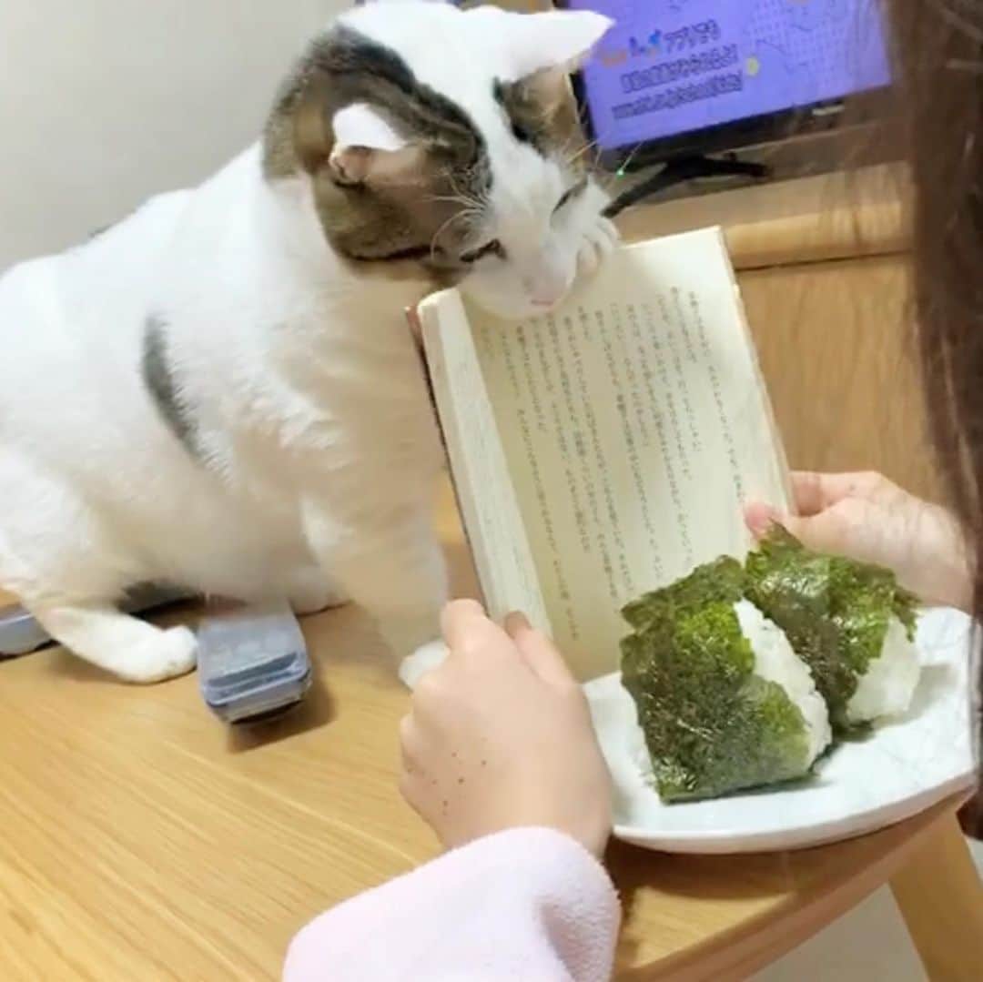ひのき猫さんのインスタグラム写真 - (ひのき猫Instagram)「オマメ、おにぎりにロックオン！w  でも食べれないよ〜😅」2月27日 8時15分 - hinoki.cute.kitten