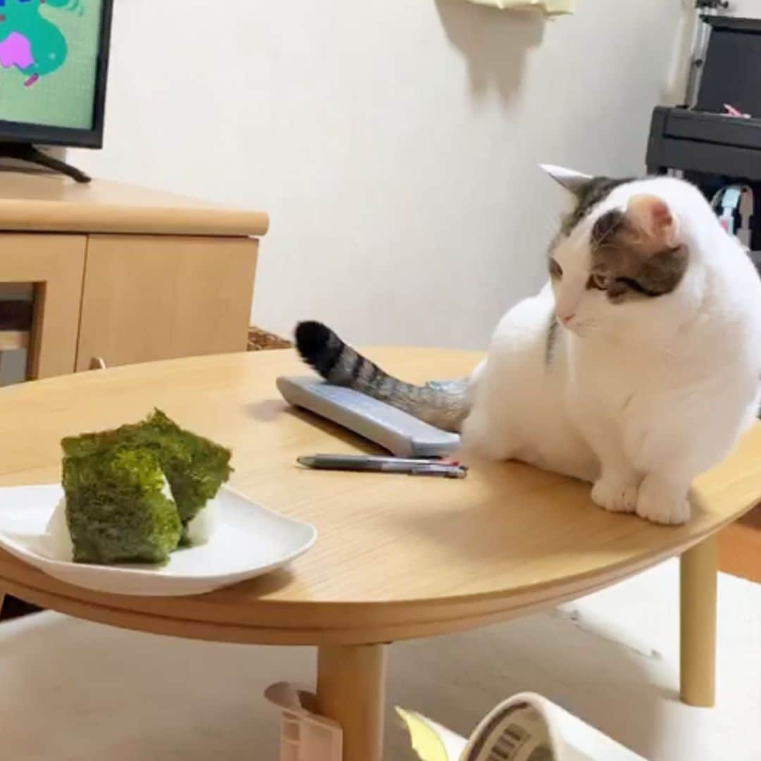 ひのき猫さんのインスタグラム写真 - (ひのき猫Instagram)「オマメ、おにぎりにロックオン！w  でも食べれないよ〜😅」2月27日 8時15分 - hinoki.cute.kitten