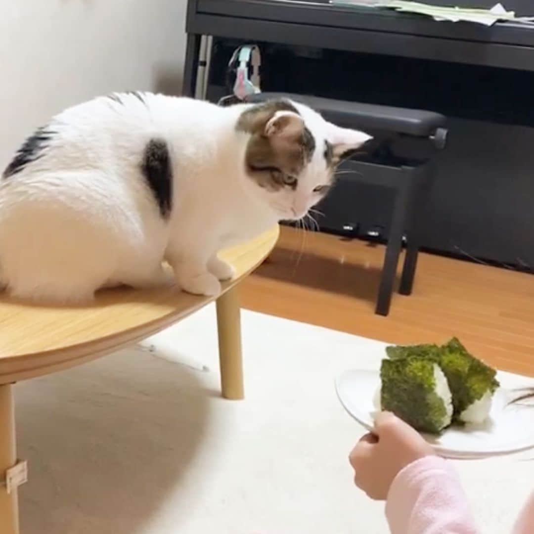 ひのき猫さんのインスタグラム写真 - (ひのき猫Instagram)「オマメ、おにぎりにロックオン！w  でも食べれないよ〜😅」2月27日 8時15分 - hinoki.cute.kitten