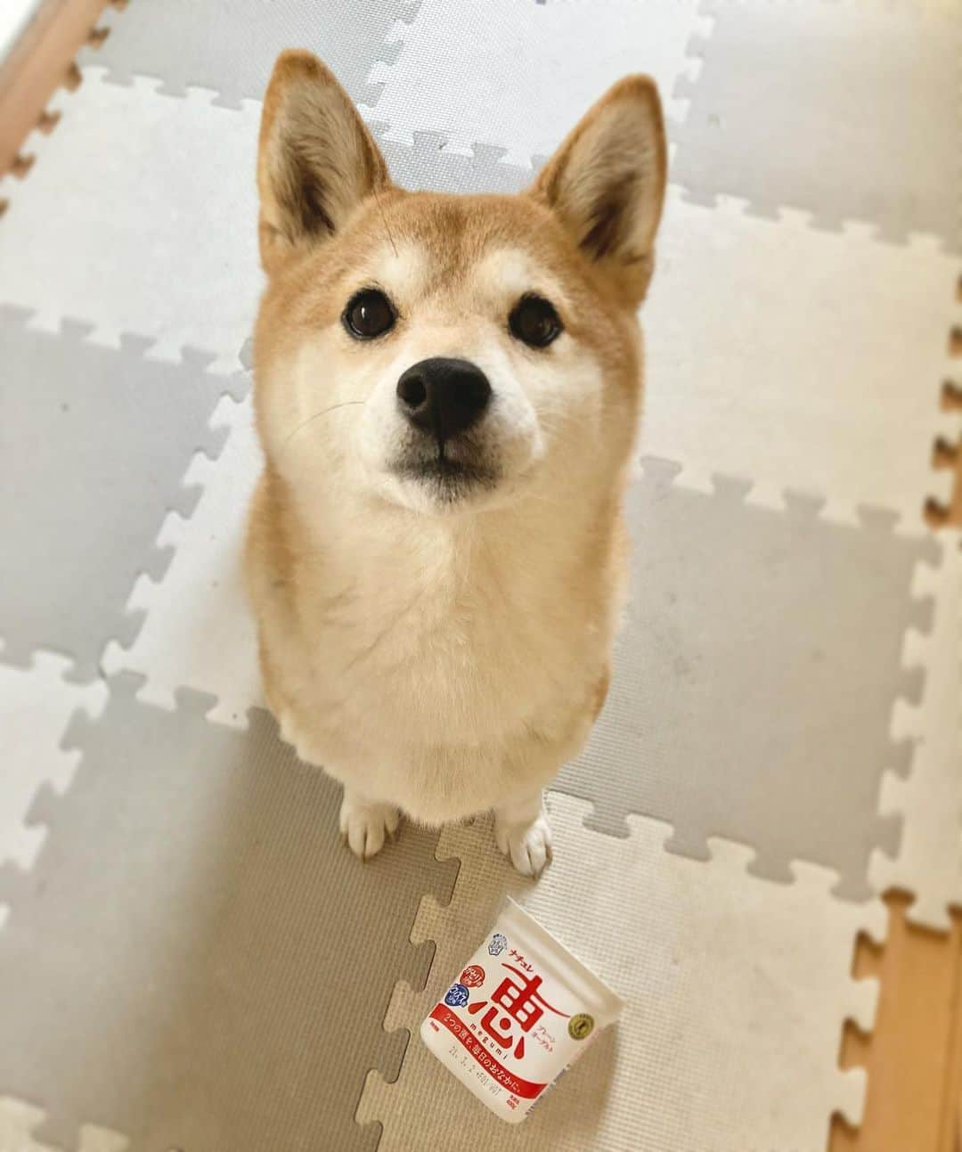 ゆもこさんのインスタグラム写真 - (ゆもこInstagram)「「ヨーグルト食べたよ〜！おかわりくらさいな〜」 最後のヨーグルトは箱ごとです😆 器用にお鼻を突っ込んでペロペロ😋 鼻やら口周りにヨーグルト付けながら必死に舐めております😂 いつの間にか舐め取られて、あれ？ってなります🤔 ※ ※ ※ #dogsofinstagram #日本犬 #柴犬 #柴 #赤柴 #shiba #犬バカ部 #ふわもこ部 #柴犬マニア #しば #shibadog #sibainu #ひより日和 #柴女子 #shibagram #worldofcutepets #cutedog #doglover #shibastagram #いぬら部 #柴犬ひより #peco犬部 #いぬのきもち」2月27日 8時31分 - yumohiyo