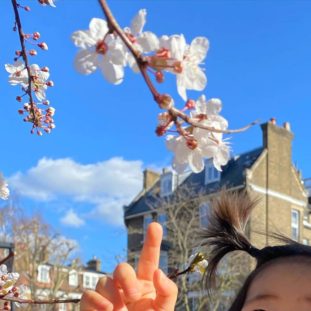 岡村仁美さんのインスタグラム写真 - (岡村仁美Instagram)「散歩中に見つけた咲き始めのサクラと見頃のミモザ。  花が好きな次女はサクラに大興奮🌸海外でサクラを見つけるとほっとしますね。  ロンドンはだいぶ春らしくなってきました。ずっと家にいた冬を越えて、これだけ待ち遠しい春は初めてです🤣  #ロンドン生活  #引き続きロックダウン中 #春よ来い」2月27日 8時32分 - hitomi_okamura_