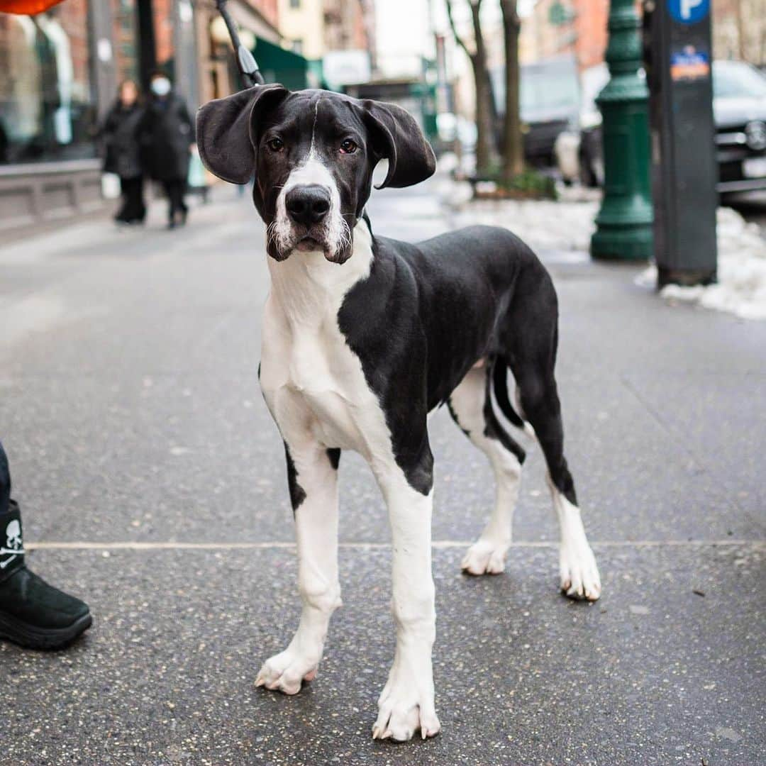 The Dogistさんのインスタグラム写真 - (The DogistInstagram)「Axel, Great Dane (5 m/o), 69th & Columbus Ave., New York, NY • “He’s a baby and he likes to sit his full butt on you. He has a bunny rabbit friend at home he runs across the street to play with.”」2月27日 8時56分 - thedogist