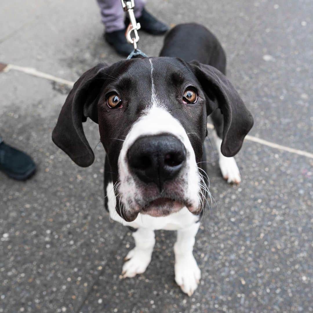 The Dogistさんのインスタグラム写真 - (The DogistInstagram)「Axel, Great Dane (5 m/o), 69th & Columbus Ave., New York, NY • “He’s a baby and he likes to sit his full butt on you. He has a bunny rabbit friend at home he runs across the street to play with.”」2月27日 8時56分 - thedogist