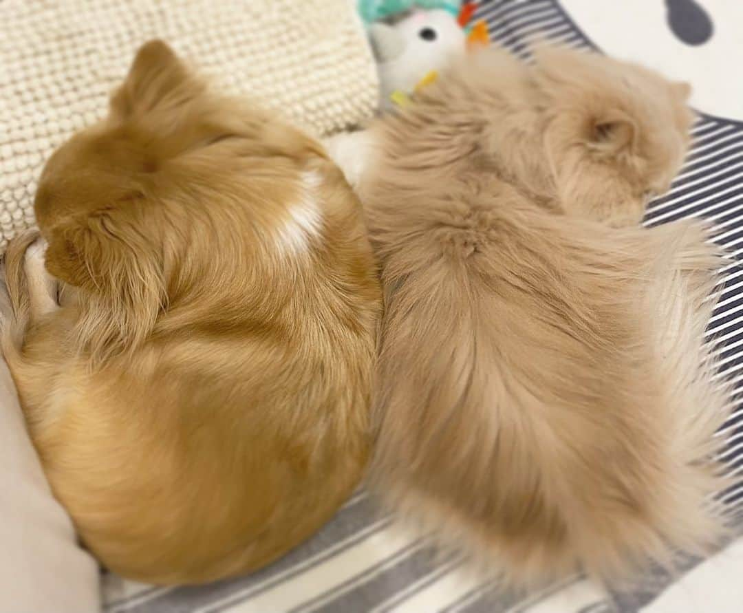 ミッシュのインスタグラム：「週末はおウチでのんびり過ごしましょ💤  🐈#ミッシュ 🐕#Loa #犬猫コンビ #仲良し兄弟 #のんびり休日  #おウチ時間   #misch1207s  #鼻ぺちゃ #ロン毛  #エキゾチックロングヘア  #ねこ#猫#cat #ねこすたぐらむ #neko #猫部 #ねこ部 #にゃんだふるらいふ  #catstagram  #Exoticlonghair  #catsofinstagram #dogstagram  #chihuahualove」