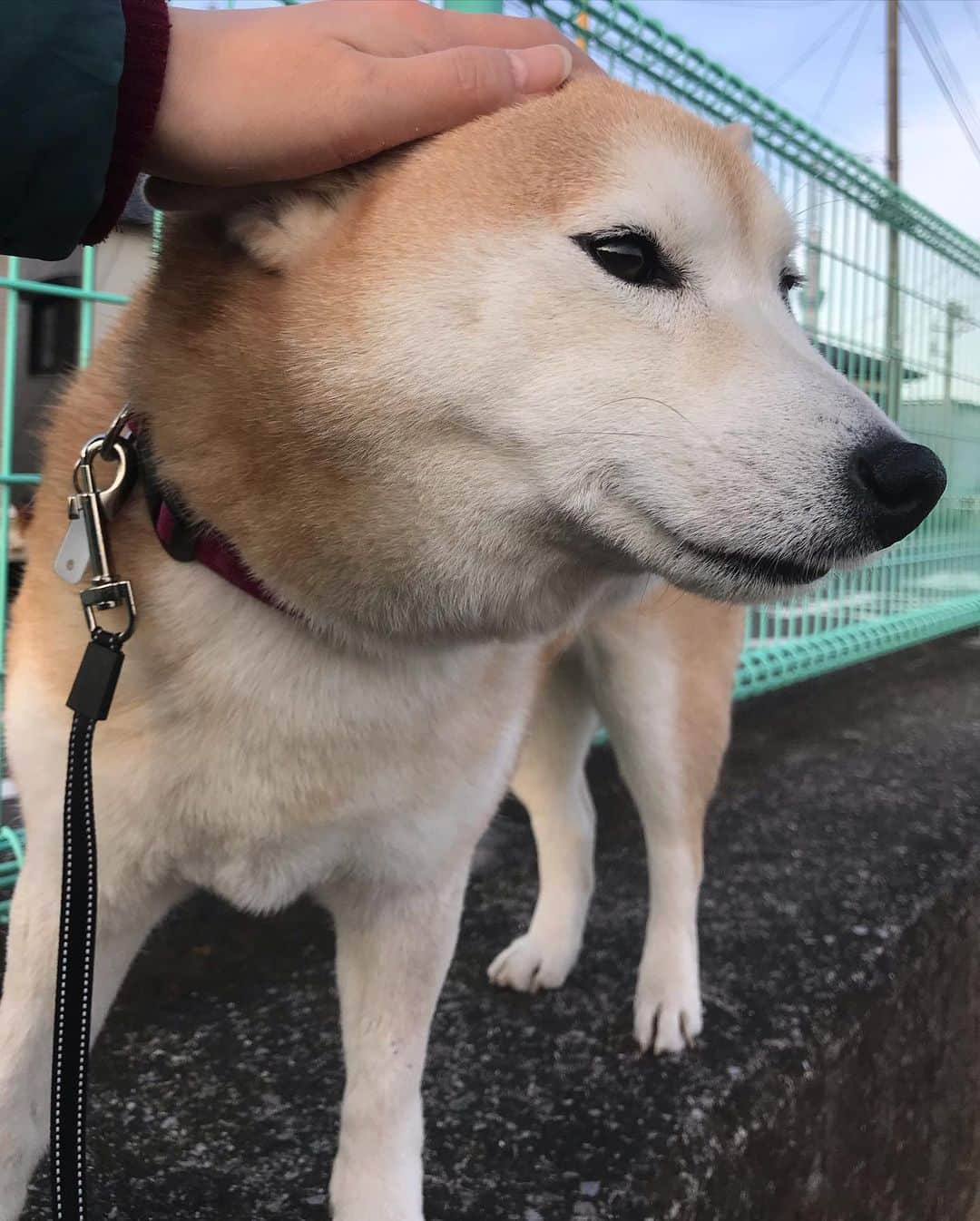 柴犬のモモさんのインスタグラム写真 - (柴犬のモモInstagram)「おはようございます。約1日振りのモモさん可愛い #いぬ #イヌ #犬 #柴犬 #赤柴 #日本犬 #犬バカ部 #ふわもこ部 #いぬら部 #癒しわんこ #柴犬マニア #犬のいる暮らし #口角キュキュッと部 #shiba #shibainu #shibadog #dogstagram #dogsofinstagram #shibastagram #shibasofinstagram #shibamania #inu #instadog #toyota_dog」2月27日 9時04分 - shi_ba_i_nu_momo