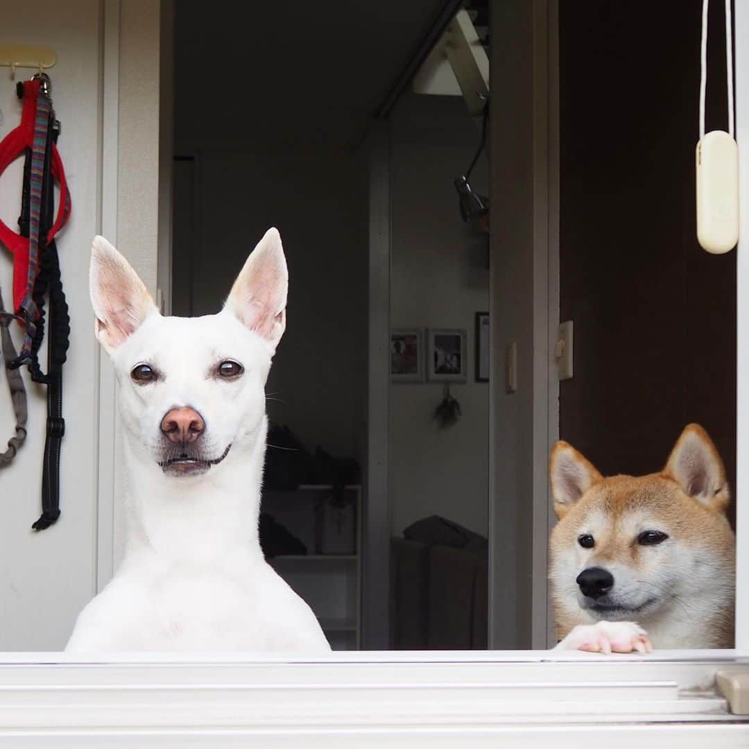 柴犬ハル&保護犬すずさんのインスタグラム写真 - (柴犬ハル&保護犬すずInstagram)「🍠 . このたび、 わたくし、 鹿児島の橋本環奈は、 舞台『千と千尋の芋隠し』に 出演が決まりました🐇 . #すずあなた全部違います #千と千尋の神隠し  です #みんなで芋を隠す物語ではありません #おねーちゃーんは肩に乗ってるネズミ役でth . #柴犬#柴#kagoshima#dog#puppy#shibainu#shibastagram#いぬバカ部#family#鹿児島#赤柴#雑種#天文館#日本犬#保護犬を家族に#保護犬#元保護犬#姉妹#dogs#Kagoshima#動物#多頭飼い#多頭#ジブリ#橋本環奈#上白石萌音」2月27日 8時58分 - haruharu040777