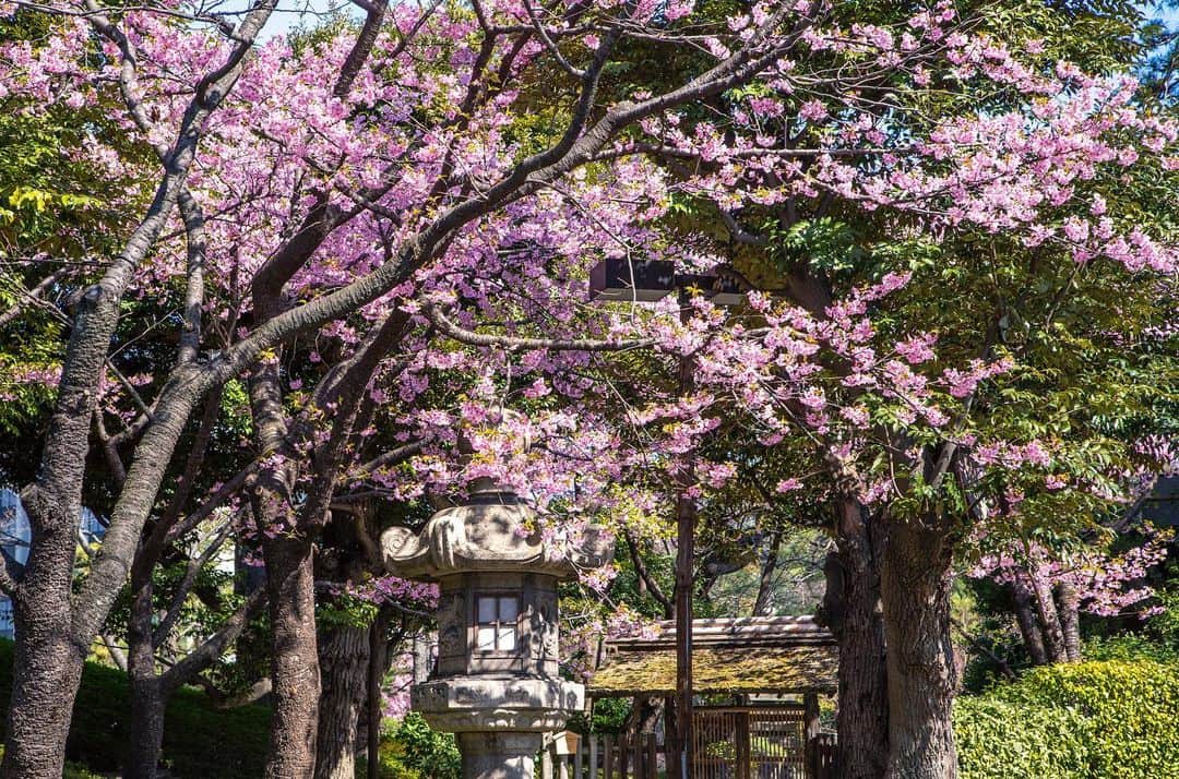 八芳園さんのインスタグラム写真 - (八芳園Instagram)「八芳園がお届けする 白金台プラチナ通りの ポップアップ型ショールーム 「MuSuBu」。 . 4月18日(日)までの期間限定で、 日本各地の食の魅力をお届けする 「MuSuBu STORE」がオープンしております。 . ただいまのピックアップコンテンツは 長野県小谷村の雪の中で育った「雪中キャベツ」。 .  長野県小谷村は県の北西に位置して、 特別豪雪地帯と指定されるほど多くの雪が降り積もる場所。 .  雪の中で育った「雪中キャベツ」は 非常に糖度が高く、爽やかな甘さが特徴です。 . そんな「雪中キャベツ」を使用したミールキットの販売や、 小谷村周辺で唯一のワイナリー 「ノーザン・アルプスヴィンヤード」のワインなどを 店内でお召し上がりいただけます。 . ポップアップストアの様子は YoutubeLIVEで配信！ .  日本各地の食の魅力を、 白金台にてぜひ味わってみてください。 .  ■YouTube LIVE 2月27日(土) 13:00〜 https://youtu.be/5gdGo6gWFVM . ■MuSuBu https://www.happo-en.com/musubu/ . . @musubu_happoen . . #八芳園 #MuSuBu  #ポップアップストア #長野県小谷村 #小谷村 #雪中キャベツ . #日本庭園 #河津桜 #春 #風景写真 #日本文化 #港区 #プラチナ通り . #東京観光 #東京カメラ部 #カメラ好きな人と繋がりたい #その瞬間に物語を #ファインダー越しの私の世界 . #japanesegarden #tokyotrip #forbestravelguide #japan_of_insta #wonderful_places #bestphoto_japan #instravel #team_jp_ #tokyo #instamood #insta_art」2月27日 9時02分 - happoen
