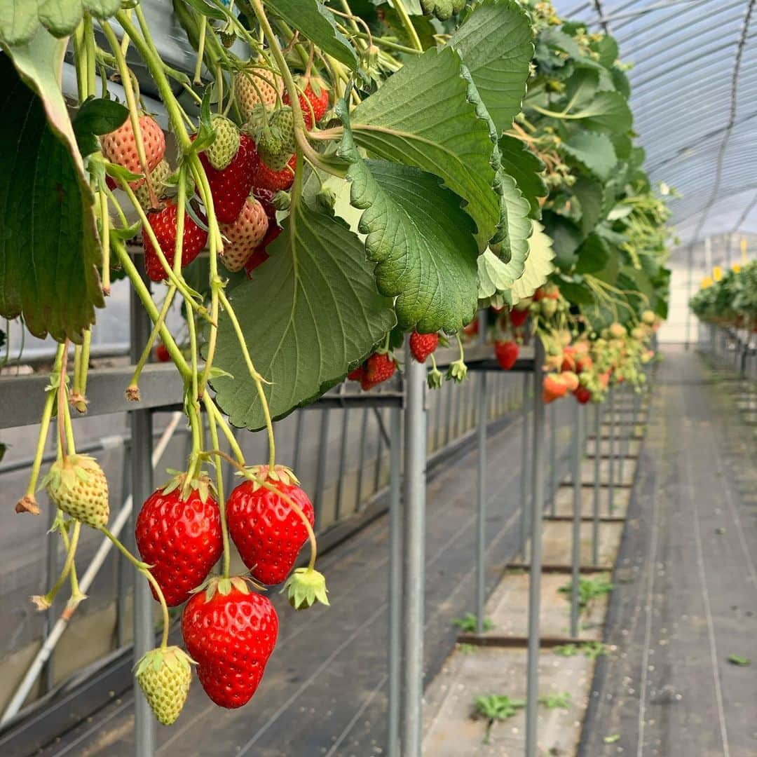 Sonoko Suzukiのインスタグラム：「🍓🍓🍓  #tbt #strawberrypicking」