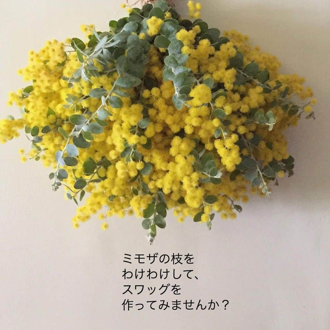 雑誌『花時間』さんのインスタグラム写真 - (雑誌『花時間』Instagram)「おはようございます。ミモザはスワッグにしてもかわいいんです。﻿ ﻿ リースのように﻿ 土台がいらず、﻿ 束ねるだけで﻿ 気軽に作れますよね。﻿ ﻿ 買ってすぐにドライに﻿ するのはもったいないなら、﻿ １日くらいは、 ﻿ お水にいけて楽しんでから﻿ 作ってみましょう。﻿ ﻿ 作り方は﻿ ❶枝を小分けにする﻿ ❷葉っぱを取る﻿ ❸麻紐などできつく束ねる﻿ ﻿ 以上、3ステップ。﻿ ﻿ 葉っぱをどれくらい取るかは﻿ 好みでよいと思いますが、﻿ なるべく取ったほうが﻿ かわいく仕上がります。﻿ ﻿ 飾る場所は﻿ エアコンの風と﻿ 窓からの光が直接、﻿ 当たらない場所。﻿ ﻿ ゆっくりと﻿ きれいなドライに﻿ なっていきます。﻿ ﻿ ミニミニスワッグでも﻿ きっとかわいく作れますよ🐣﻿ ﻿ では、大忙しの２月最終週も ﻿ や〜っと週末（笑）﻿ 元気smile😊😊😊で﻿ 楽しい週末をお過ごしください。 今夜は満月🌕🌕🌕だそーです！﻿ by ピーターパン﻿ ﻿ ﻿花と写真 @flower_atelier_loto  3枚めの写真 @tanabe32  ﻿ ﻿ #flowers #flowerslovers #flowerstagram #flowerarrangement  #花時間 #花時間2021  #花好き #花藝 #花好きな人と繋がりたい #花が好きな人と繋がりたい #花のある生活 #お花のある暮らし #花を飾る #花を飾る生活  #ミモザ #mimosa  #スワッグ #癒やしの時間  #おうち時間を楽しむ  #ビタミンf #花屋さんへ行こう  ﻿」2月27日 9時15分 - hanajikan_magazine