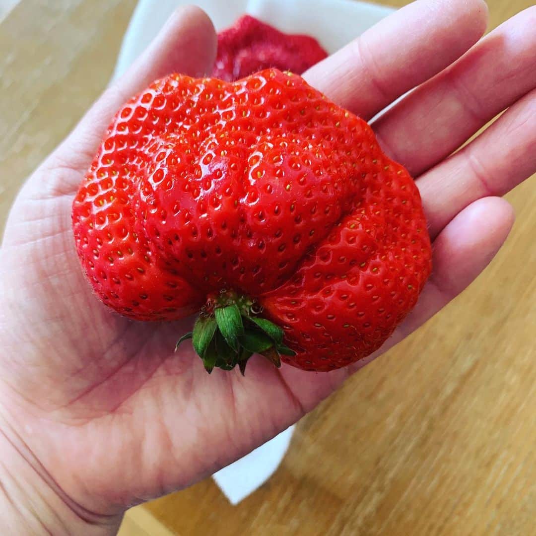 梅津有希子のインスタグラム：「朝いちご。あまおう。おっきいの届いた😀🍓規格外とか訳あり品とか全然気にしない。こんな巨大なの初めてで楽しい🎶　あまーい！　#いちご #苺 #あまおう #strawberry」