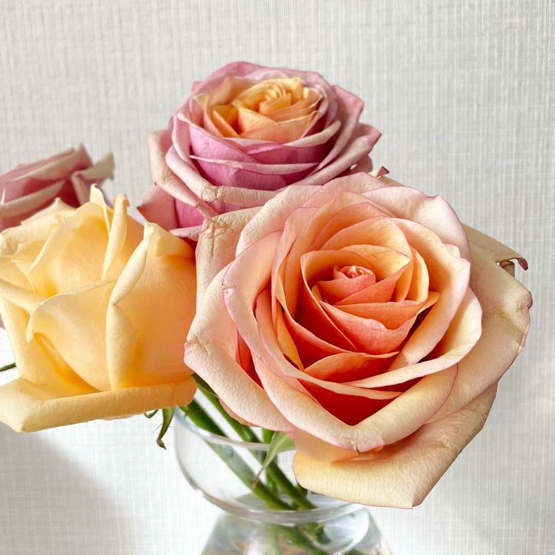 吉田美紀さんのインスタグラム写真 - (吉田美紀Instagram)「・ ・ 2月最後の週末。 ちょっと冷えそうだけど… 皆さま、良い週末を♡♡ ・ 今週末はふんわりカラーの薔薇と共に･:*+. ・ ・ #roses #flowers #haveaniceweekend #weekend #薔薇 #お花 #お花のある暮らし #週末 #よい週末を」2月27日 9時29分 - miki__yoshida