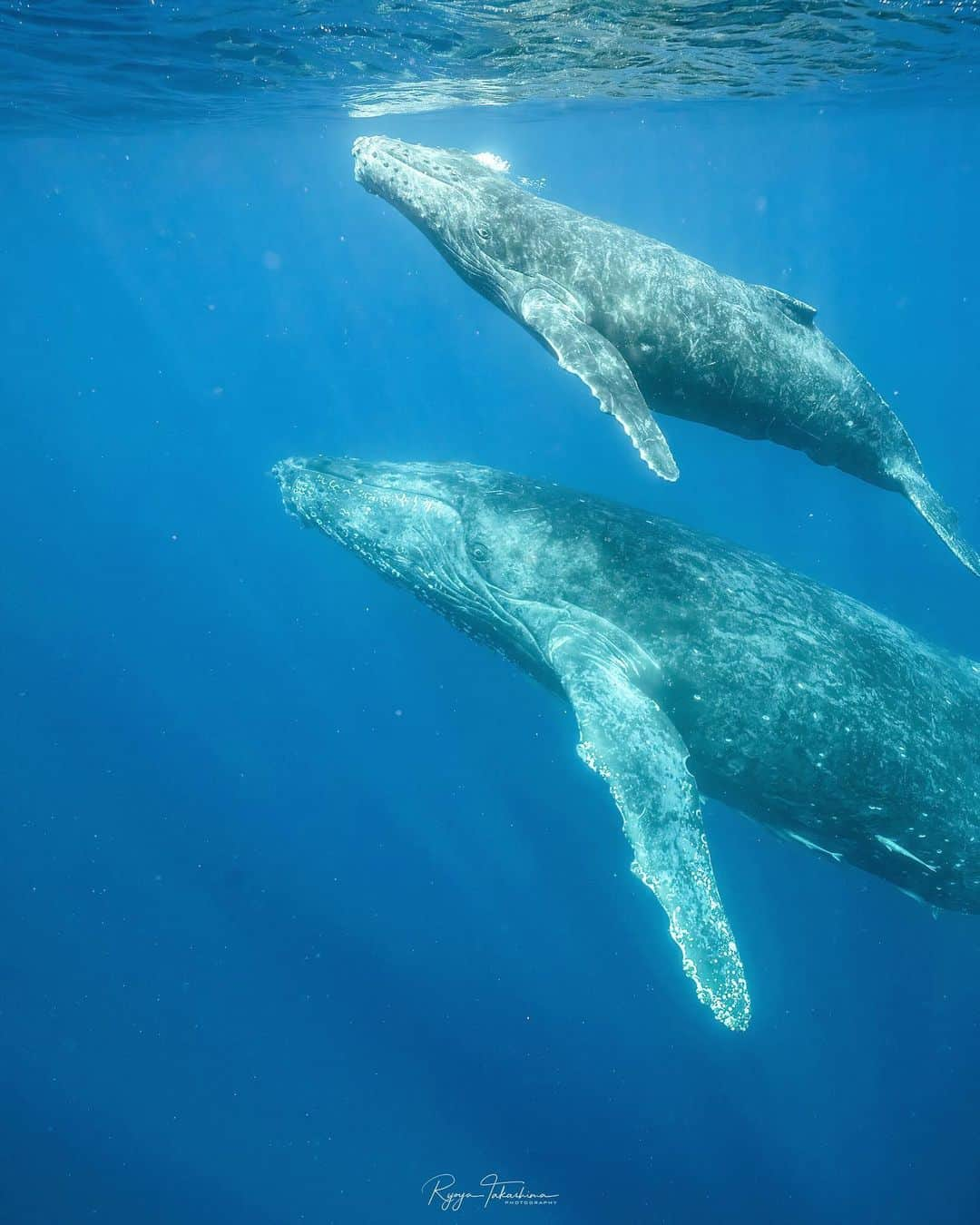 Ryoyaのインスタグラム：「Mom and baby🐋 Are they looking at me? I can’t tell but I hope they were😌  Camera #A7SIII Lens #SEL1224GM Housing #nauticamhousings   24mm / f8.0 / ss1/800 / ISO2500 Edited with DeNoise AI by @topazlabs  Special thanks to... @dive_journey @seafox.underwaters  @pscdiving  @nauticamhousings  @alpha_newgeneration_bysony.jp   #humpbackwhale #whaleswim #skindiving #underwaterphotography #whale #okinawa #japan #alpha_newgeneration」