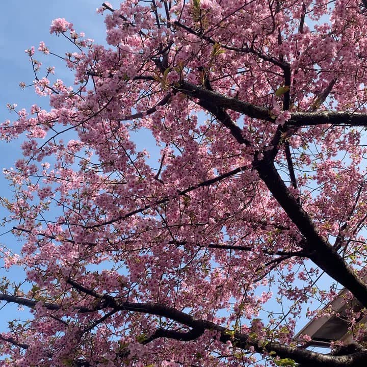 あべまみのインスタグラム：「もうすぐ春ですね。もう春ですかね。  早めに咲いていた桜。 河津桜かな。 今年も綺麗に咲いてくれて嬉しい✨  皆さんもお元気ですか？ 私も元気です🙋🏻‍♀️」