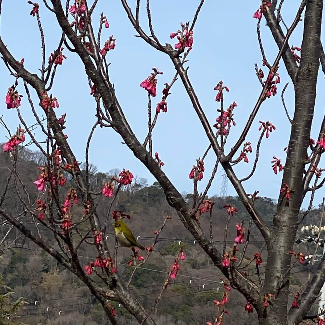 大凪真生さんのインスタグラム写真 - (大凪真生Instagram)「今日、朝レッスンに向かう途中で見つけた鶯🦜  あんまり近づけなかったので画像悪いですが幸せのおすそ分け😁  今日も素敵な1日であります様に…」2月27日 9時50分 - mao.aemee_