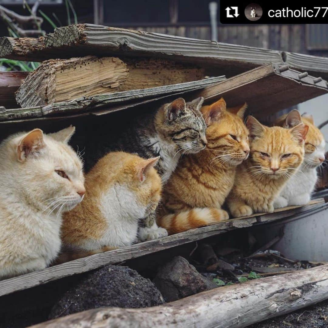 ねこさんのインスタグラム写真 - (ねこInstagram)「【#ねこは人を笑顔にする 】❣️ ぎゅうぎゅう @catholic777 さん、ありがとう🎪💕 #Repost @catholic777 with @make_repost ・・・ 密ねこ。   #密です #ねこは人を笑顔にする #ねこ部  #東京カメラ部  #nekoclub #nekoくらぶ #ねこすたぐらむ #nekostagram #猫部 #にゃんすたぐらむ #kittens_of_instagram #cats_of_instagram #ig_japan #tokyocameraclub #team_jp_ #japanphotography #catstagram #cat #neko #cat #tea_journals #SonyAlphaAnimalPortrait #猫好きな人と繋がりたい  #島みっつ」2月27日 10時02分 - neko_magazine