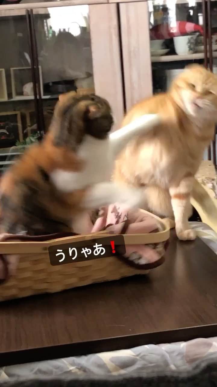 コテツのインスタグラム
