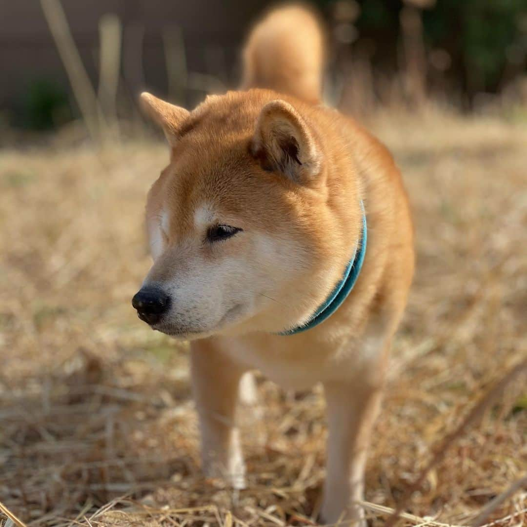 まる（まるたろう）さんのインスタグラム写真 - (まる（まるたろう）Instagram)「Good morning!✨🐶✨今日は北風ピープー吹いてるね〜 #そういえば今月は29日ないんだよな #どうにかならんもんかね #パパの力じゃ無理なのかな」2月27日 10時27分 - marutaro