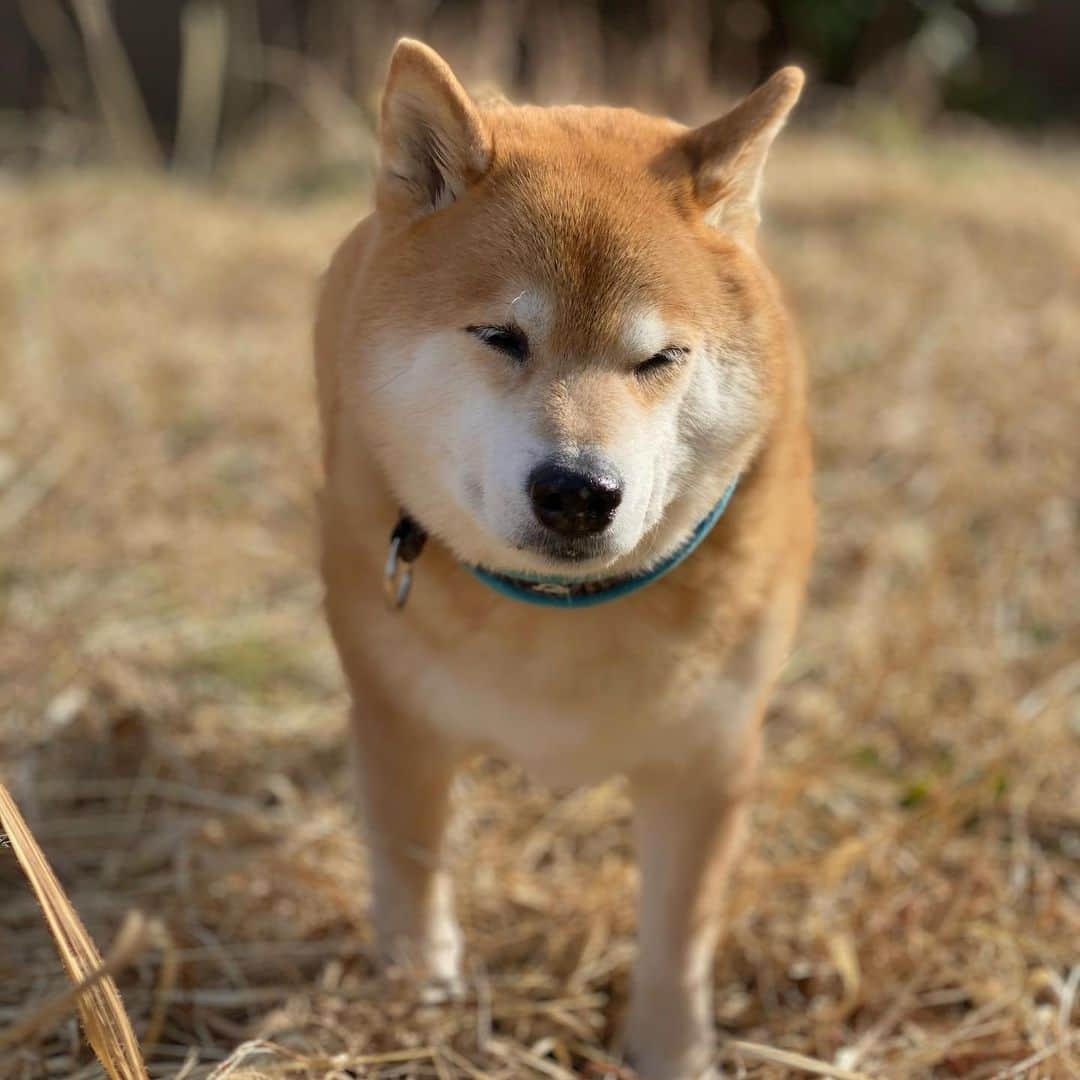 まる（まるたろう）のインスタグラム：「Good morning!✨🐶✨今日は北風ピープー吹いてるね〜 #そういえば今月は29日ないんだよな #どうにかならんもんかね #パパの力じゃ無理なのかな」