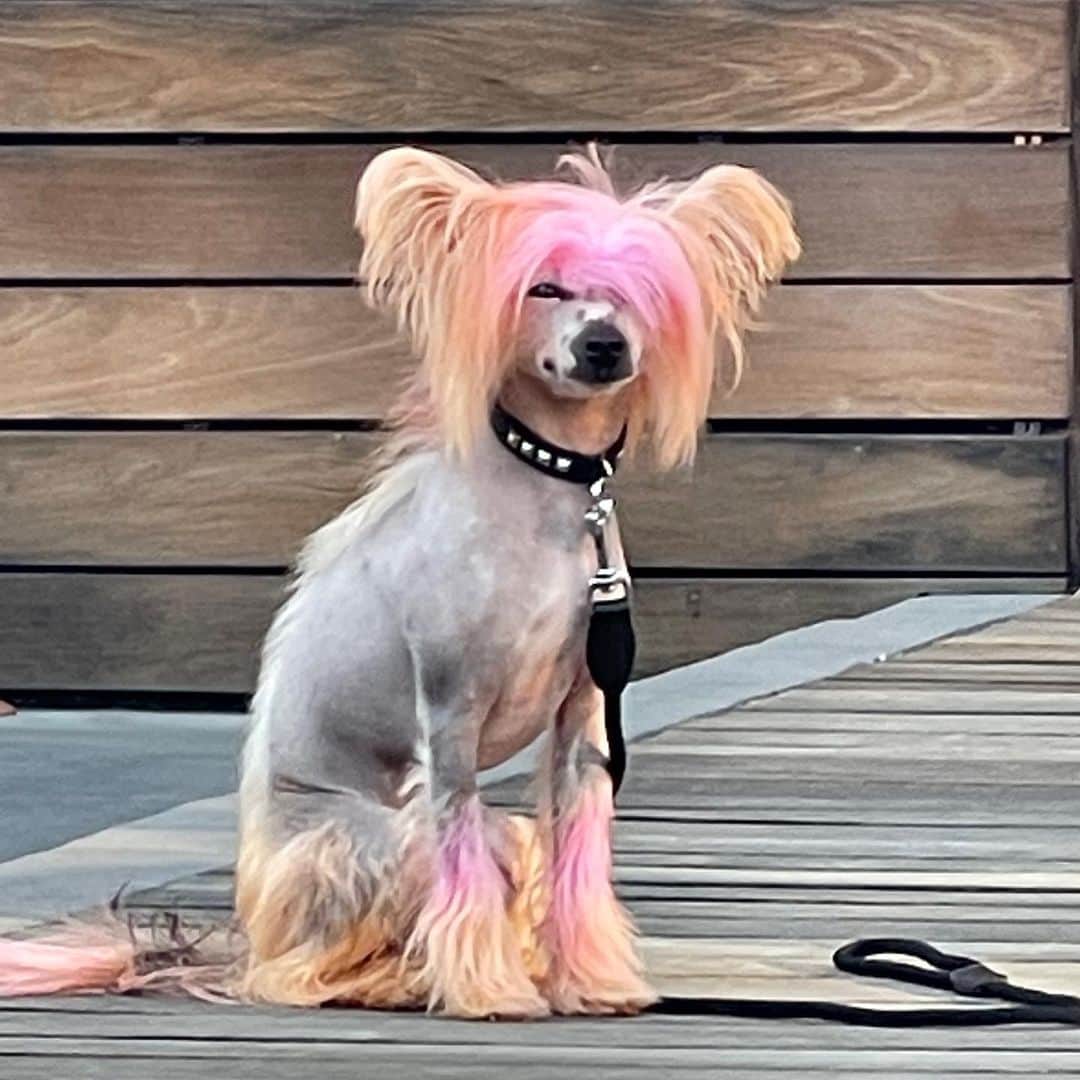 B. Akerlundのインスタグラム：「When you have to wait to get into @maxfieldla and Freezing your butt off...... #bootzysmallz #chinesecrested #nakeddog @bootzy_smallz」